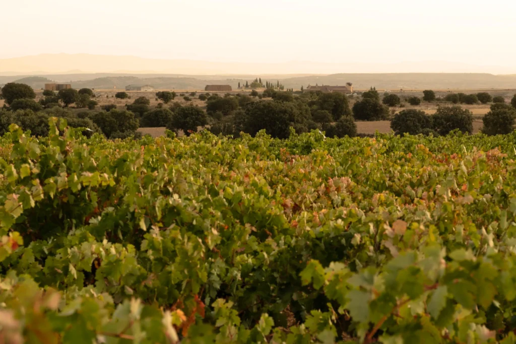 Paisaje con viñedo.