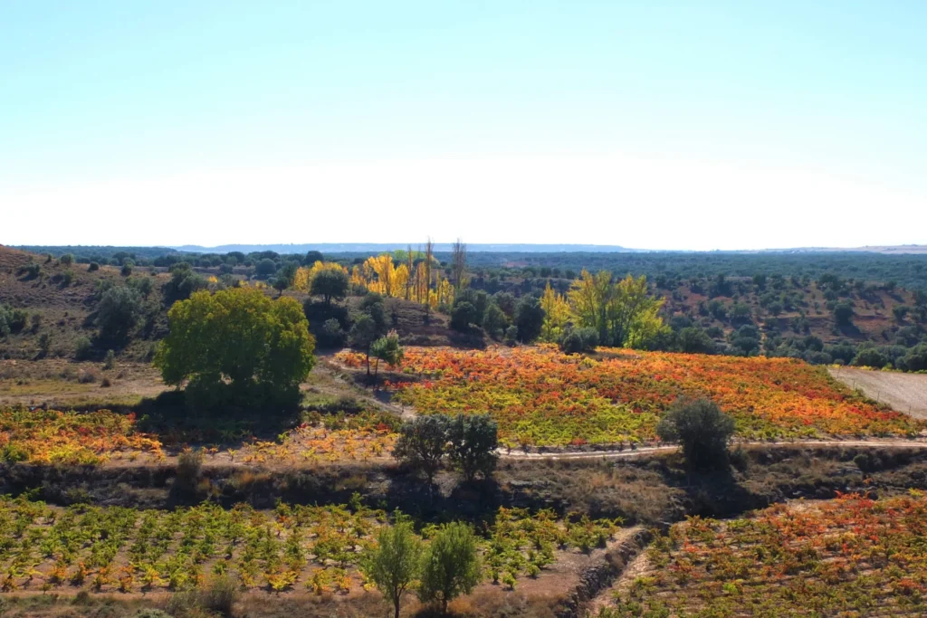 Paisaje con viñedos en Soria. Esta imagen se utiliza para ilustrar una entrada sobre cuál es la mejor época para hacer enoturismo en Soria.
