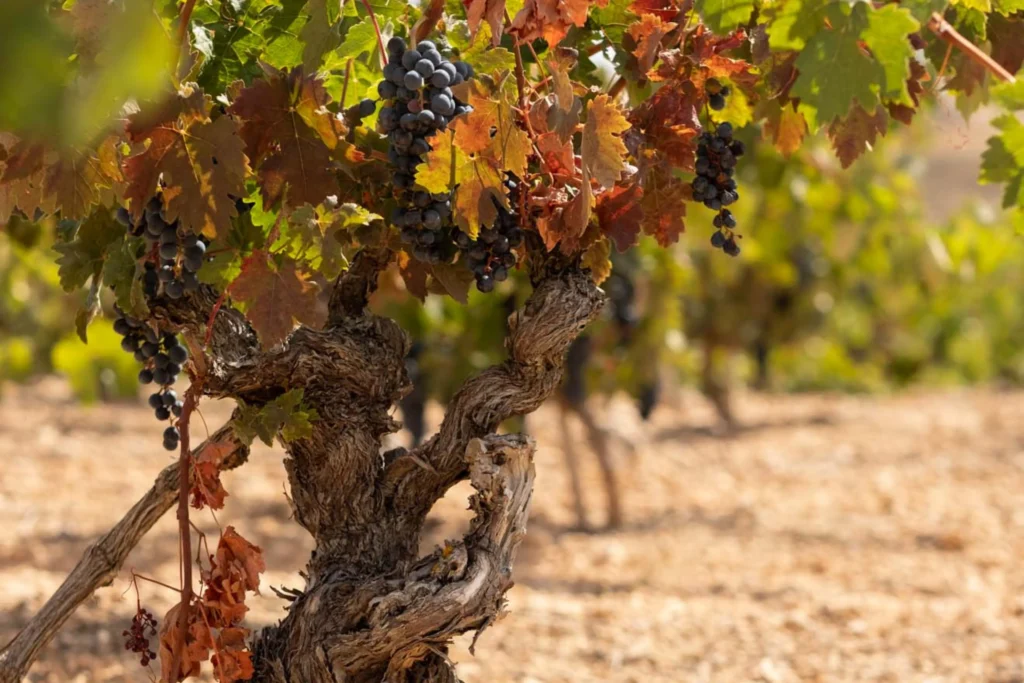 Primer plano de una viña con racimos de uvas.