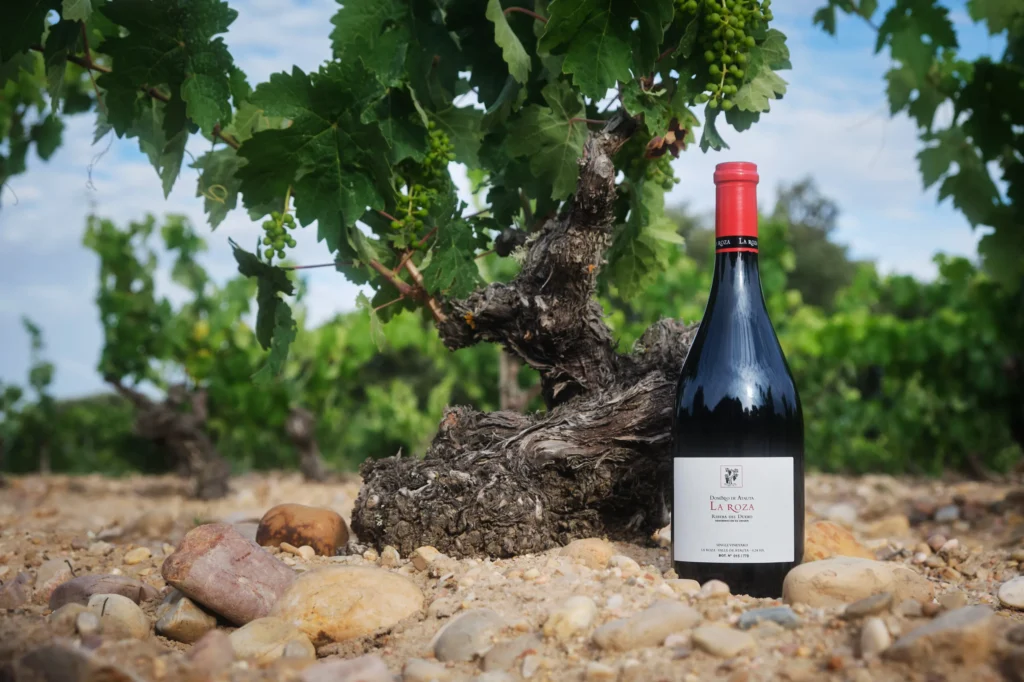 Botella de vino La Roza de Dominio de Atauta dispuesta junto al pie de una viña.