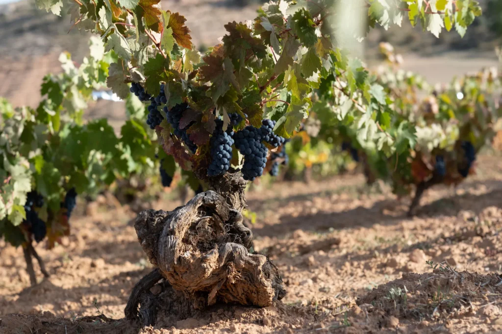 Viña de pie franco con racimos de uvas en el Valle de Atauta.