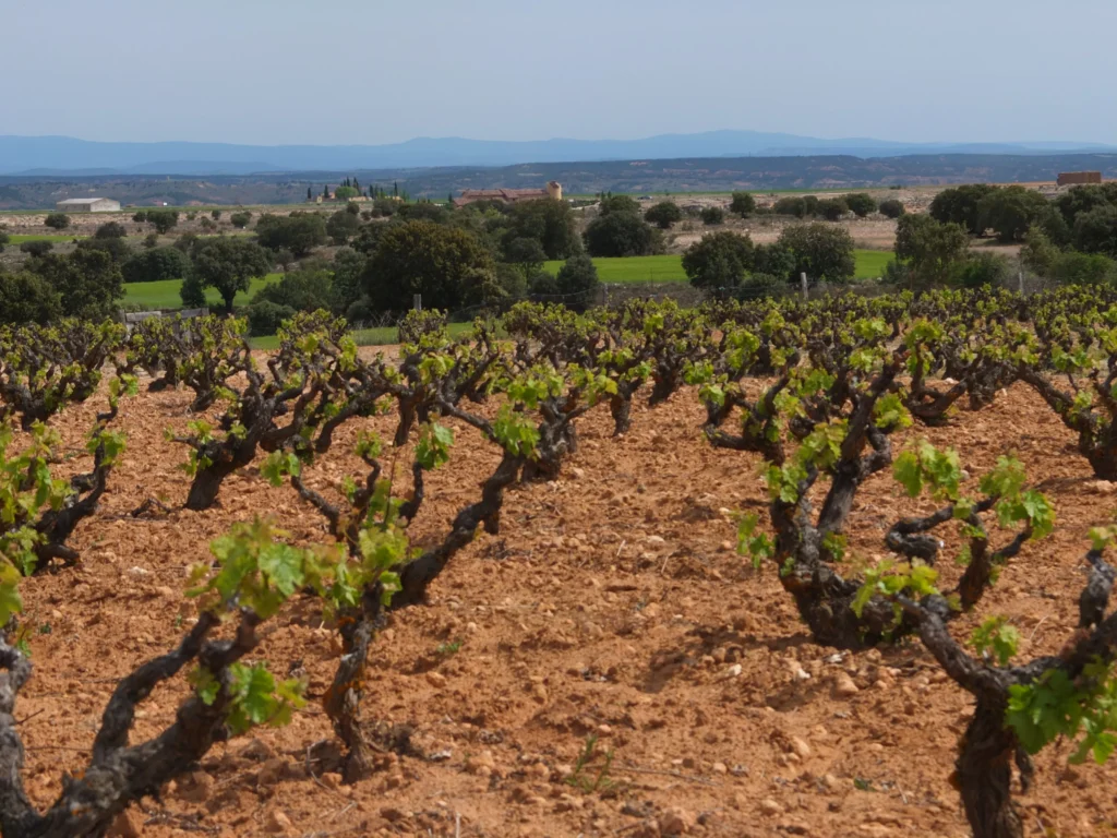Paisaje con viñas de pie franco en el Valle de Atauta. Esta imagen se utiliza para ilustrar una entrada sobre qué son las viñas de pie franco.