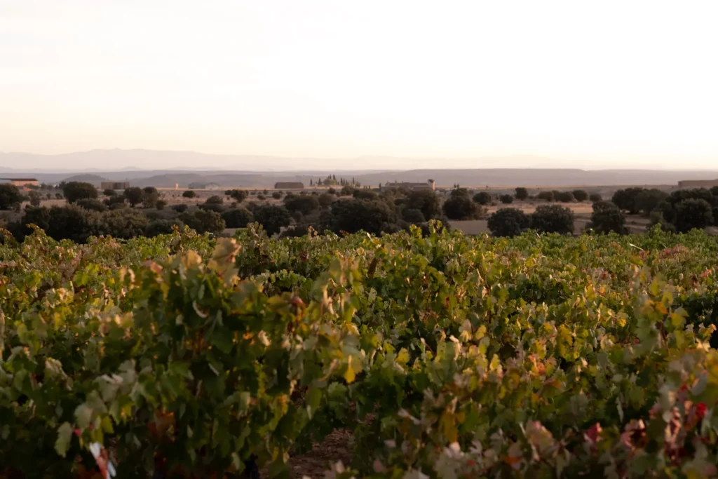 Viñedo en Soria al atardecer.