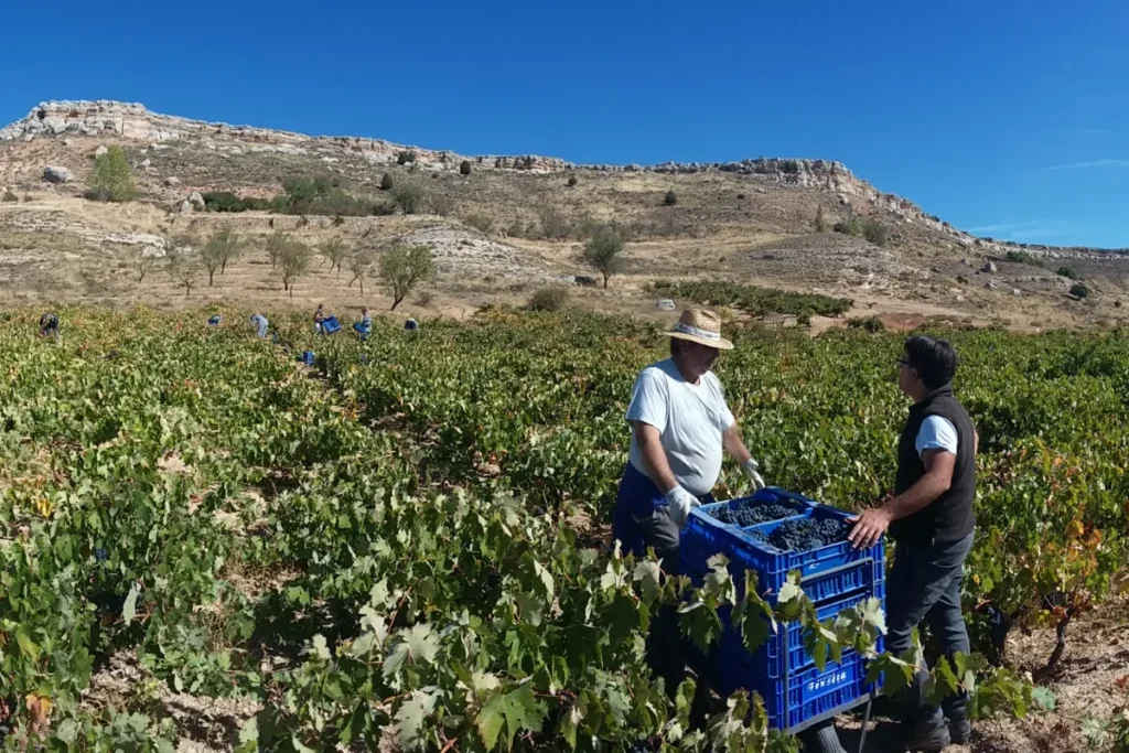 Dos personas trabajando en la vendimia en Dominio de Atauta.